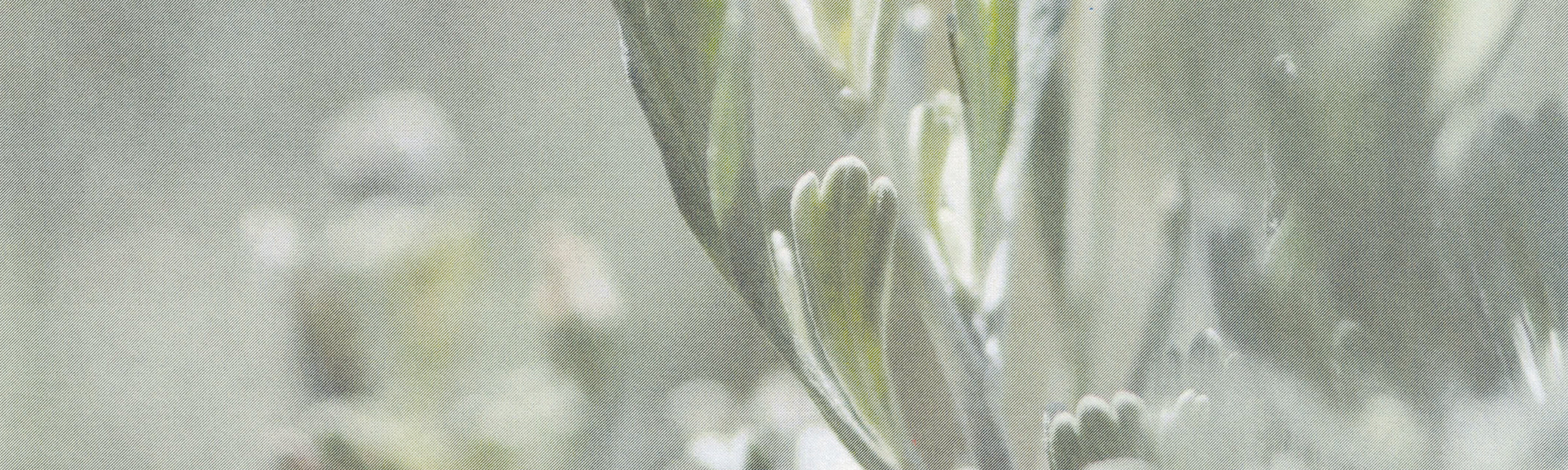 Desert Sage for Four Seasons Las Vegas