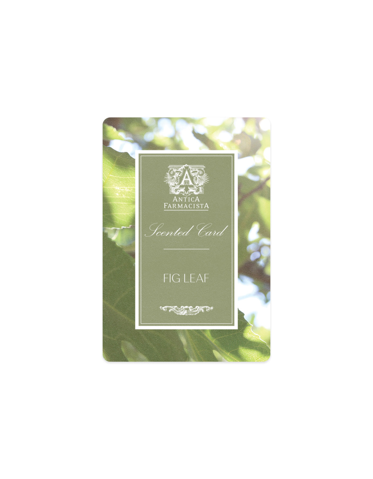 Scented Card - Fig Leaf