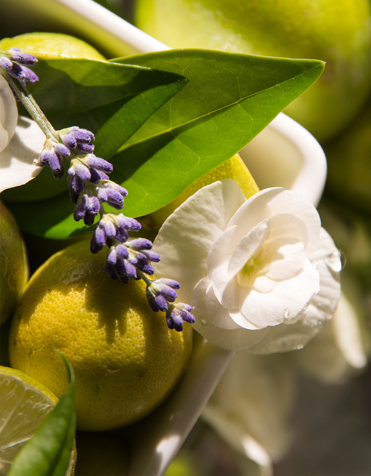 Lavender & Lime Blossom Body Moisturizer